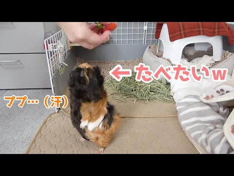 モルモットはイチゴを食べられますか?