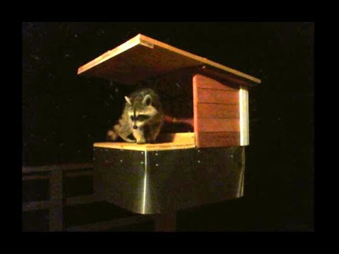 Raccoon Possum Proof Cat Feeder - How to Build - Funny Raccoons trying to steal Cat Food