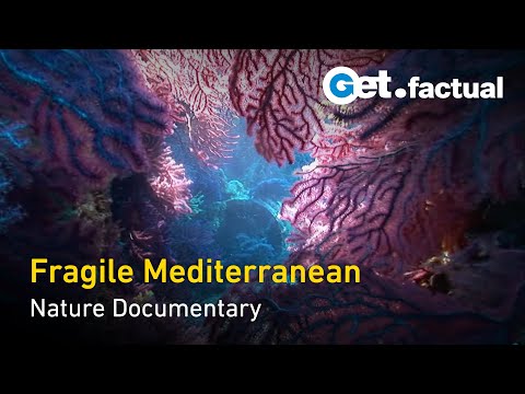 Adventure Ocean Quest - Fragile Mediterranean | Full Documentary