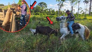 NÃO ESPERAVAMOS ISSO, VACA QUASE FURA O CAVALO DE @XINGURUSTICO  