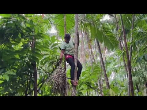 In the Amazon, women lead efforts to grow acai berry production | REUTERS