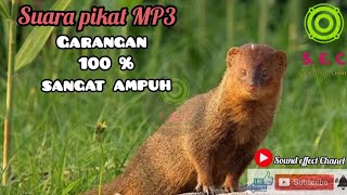 Download lagu Suara pikat garangan di jamin 💯 % ampuh || suara mp3 garangan Jawa ampuh mp3