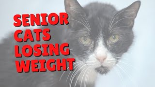 Helping Senior Cats Who Are Losing Weight | Two Crazy Cat Ladies