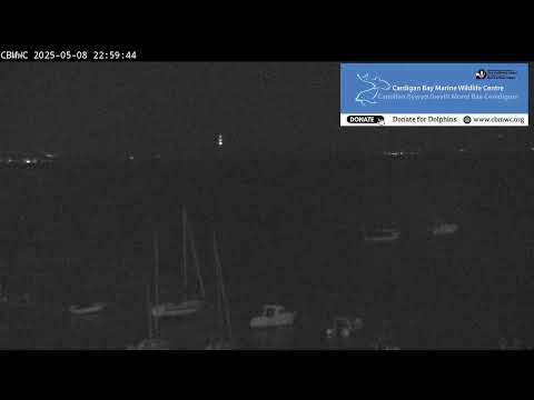 Dolphin Watch, New Quay