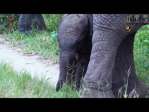 Cute Newborn Elephant In The Middle Of A Big Herd