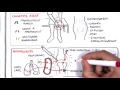 Septic Arthritis - Overview (causes, pathophysiology, treatment)