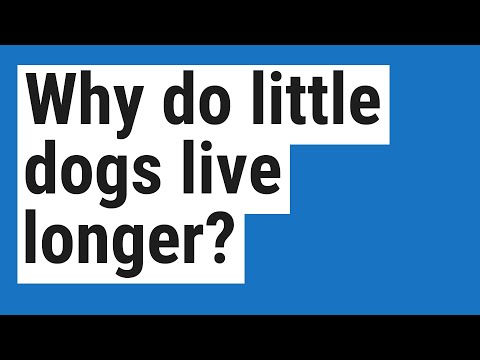 Why do little dogs live longer?