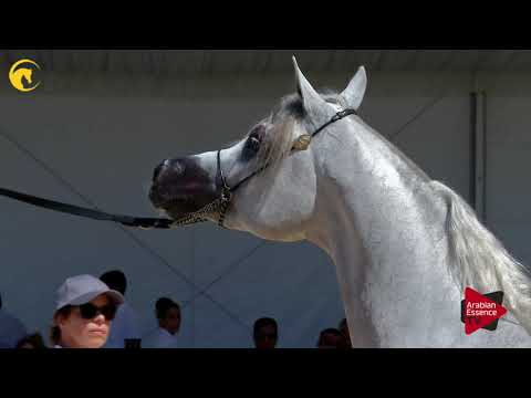 Menton 2017 - Class 8