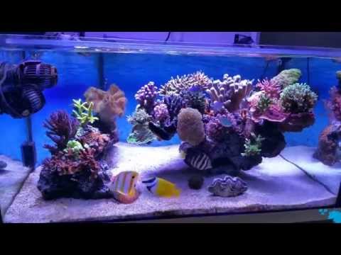 Jerlo Reef Tank - Aout 2015