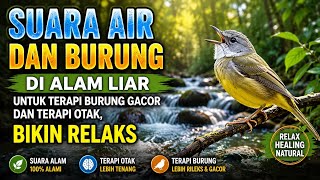 Download lagu TERAPI SUARA AIR DAN BURUNG DI ALAM LIAR BIKIN BURUNG GACOR DAN TERAPI OTAK, BIKIN RELAKS mp3
