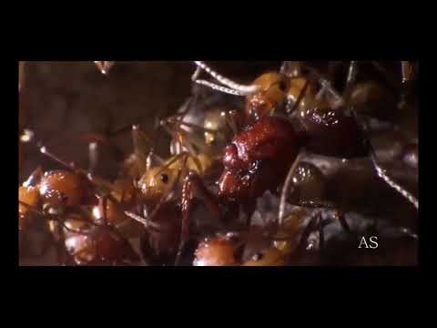 A Super Organização das Formigas