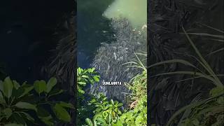 Download lagu Tilapia in Taiwan's Rivers: Abundant but Rarely Consumed! mp3