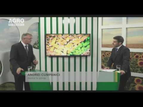 Recomandări privind recoltarea strugurilor