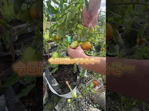 果樹の根元にある野菜は何ですか？豊かな収穫のための適切な組み合わせ  庭園