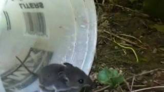 Letting a field mouse go in the orchard
