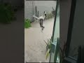 Share With Animal Lovers Shorts Dog Trending