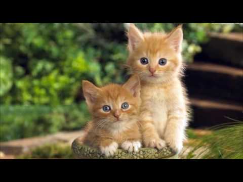 Kittens Meowing- Sound Effects