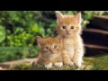 Kittens Meowing- Sound Effects