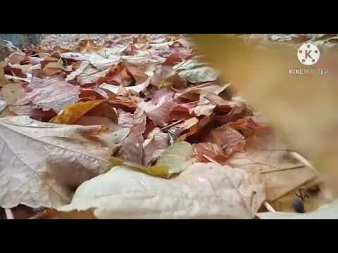 عزف الطالبة ميريام ❤ شاهين