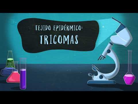 Corte Vegetal 9 - Tejido Epidérmico: Tricomas