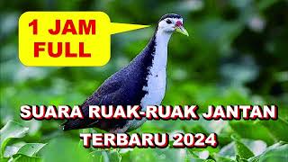 Download lagu SUARA RUAK RUAK 2024 | JERNIH FULL 1 JAM mp3