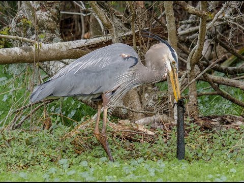 A Great Blue Heron eats a giant salamander
