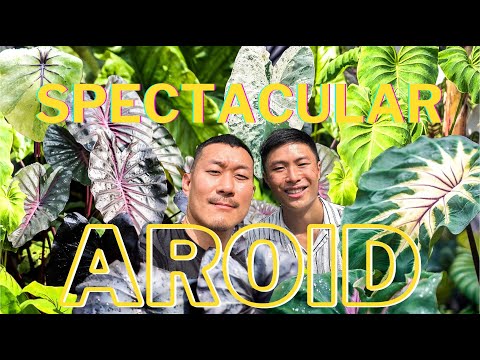 COLOCASIA - All You Need to Know About this Highly Underrated AROID | Discover RARE Varieties!