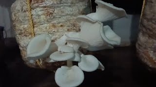 Mushroom Cultivation Thumbnail