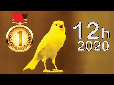 Malinois Waterslager 12h Singing 2020