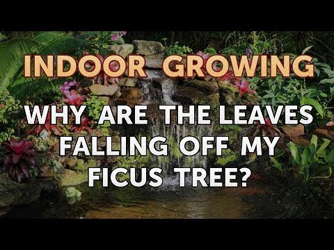 , title : 'Why Are the Leaves Falling Off My Ficus Tree?
