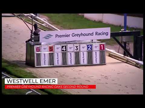 Westwell Emer - PREMIER GREYHOUND RACING OAKS SECOND ROUND
