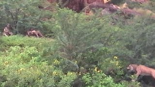 preview picture of video 'Garden on the bank of  Agasti lake at Badami. Photographs'