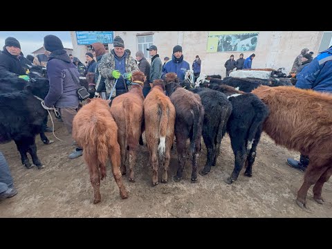 ХАЗОРАСП МОЛ БОЗОР НАРХЛАРИ 1-март 2026г