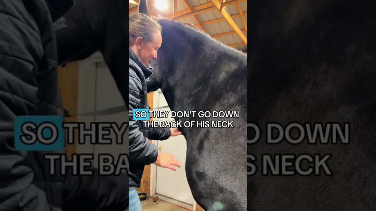 #Horse anatomy lesson from Dr. Brooke. #LargeSarge