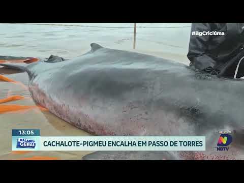 Cachalote-pigmeu encalha em praia de Passo de Torres no Sul de SC
