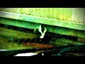 Skid Row Skunk Snacks On Stray Cat Food Left Outside Of An Industrial Warehouse