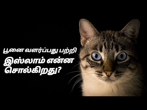 பூனை வளர்ப்பது பற்றி இஸ்லாம் என்ன சொல்கிறது?