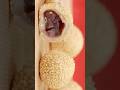 Sesame Balls Machine Jiandui Sesame Sesameballs Bakerymachine Foodmachine