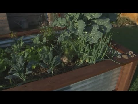 Dave the Garden Guy: What does an expert garden look like?