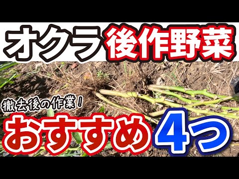 コンパニオンプランツ、トマト、キャベツ、ナス、コルジェ、アソシエーション