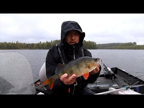 Ahvenen kalastusta Rapala Crushcity NED vieheillä ja ravuilla - Autumn perch fishing with NED lures