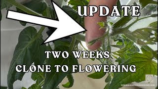 Two Weeks From Clone To Flowering~How Did This Happen? #towergarden #verticalfarming #tomatoplants