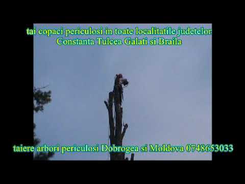 taiere plop Nicoresti Galati Cimitir