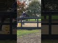 Thx So Much For 630subs Horse Bestpony Equestrian Ponypower Horsetype Ponies Ponylife Jump