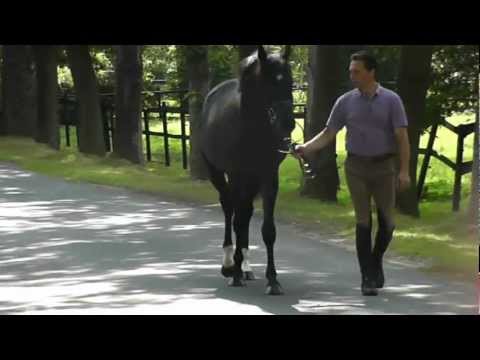 Diarado Cor de la Bryere 2 Jahre kurz Schritt