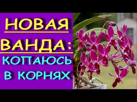 Новая ВАНДА:копаюсь В КОРНЯХ,удаляю...ОРХИДЕЯ Neofinetia Falcata x Rhy. Gigantea var. rubra