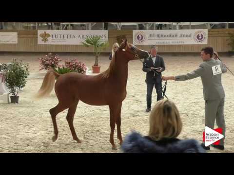 Deauville Arabian Cup 2016 - Yearling Colts (6A) - 3rd place: n°41 SHAK SHOW MUST GO ON