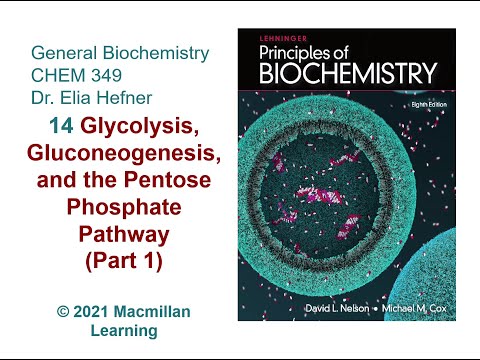 Chapter 14 - Glycolysis, Gluconeogenesis and the Pentose Phosphate Pathway Part 1