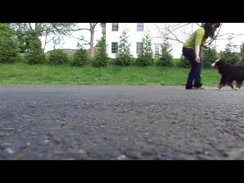 Lavish's Brut Premier 12 wks movement (2)