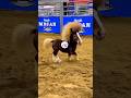 Would You Buy From This Mini Bloodstock Auction Showhorse Horseshow Auction Miniaturehorse Fyp